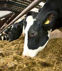 corn silage for animal feed